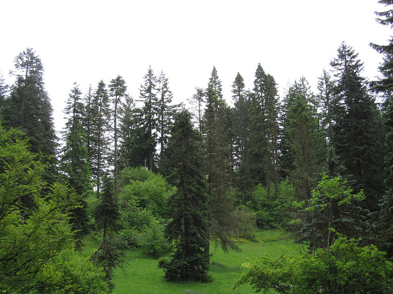 The view of Hoyt Arboretum